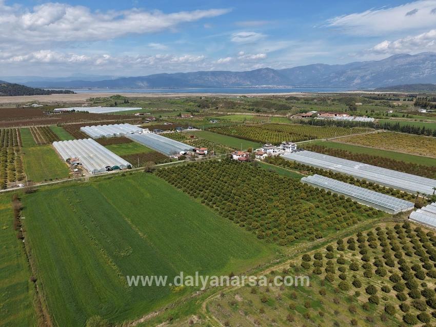 Eskiköy'de 16000m2 Satılık Nar Bahçesi