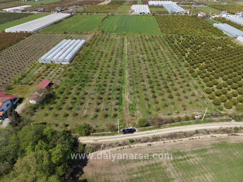 Eskiköy'de 16000m2 Satılık Nar Bahçesi