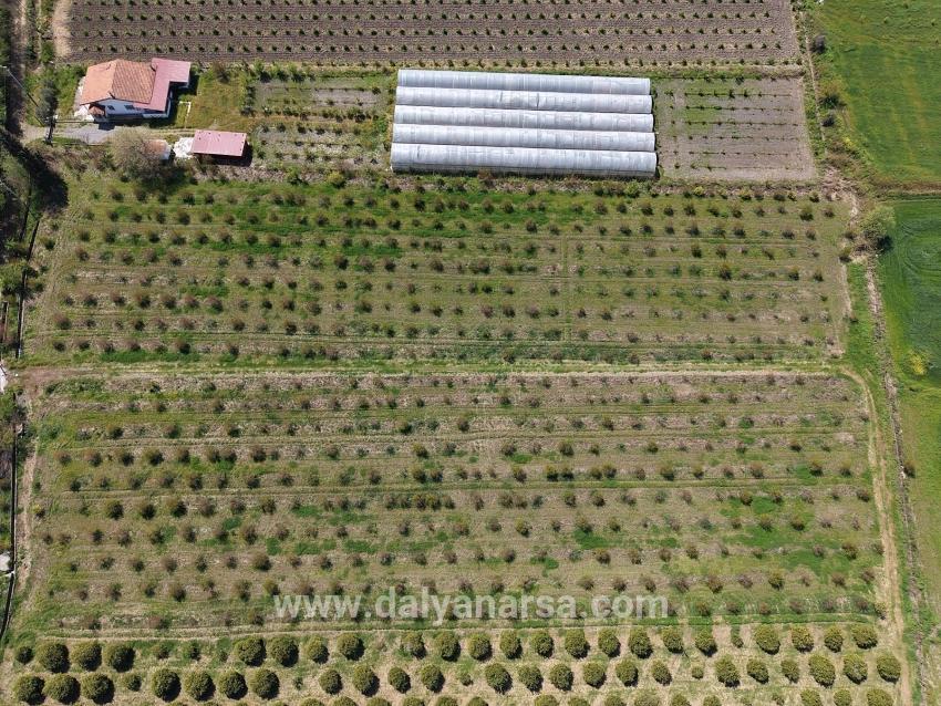 Eskiköy'de 16000m2 Satılık Nar Bahçesi