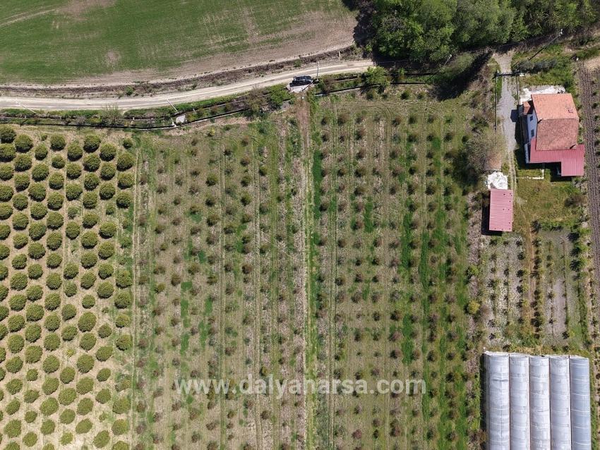 Eskiköy'de 16000m2 Satılık Nar Bahçesi