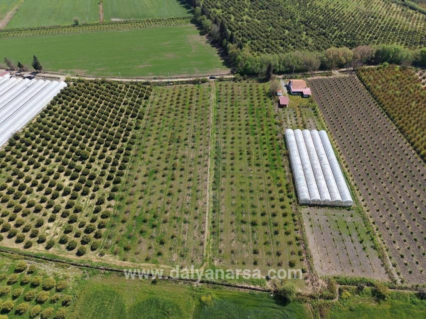 Eskiköy'de 16000m2 Satılık Nar Bahçesi