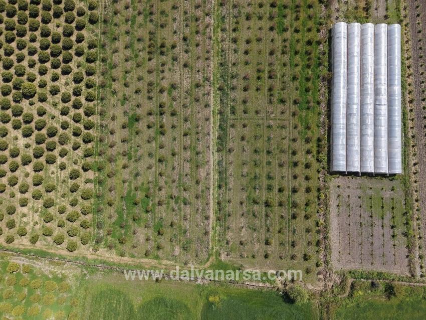 Eskiköy'de 16000m2 Satılık Nar Bahçesi