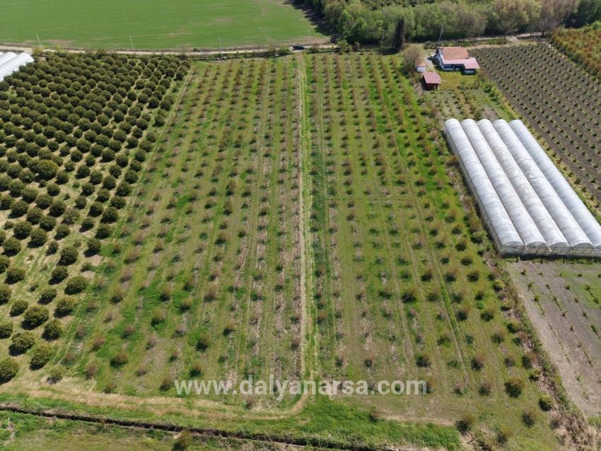 Eskiköy'de 16000m2 Satılık Nar Bahçesi