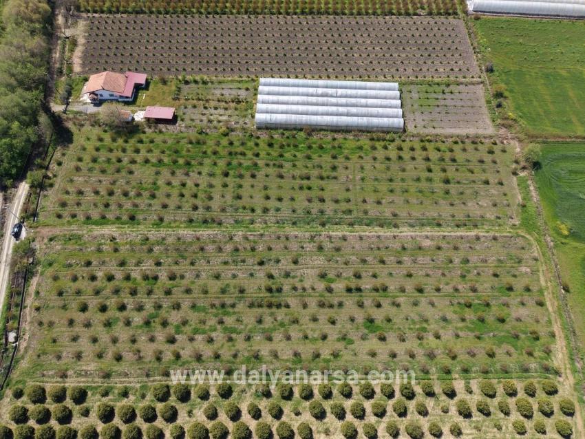Eskiköy'de 16000m2 Satılık Nar Bahçesi