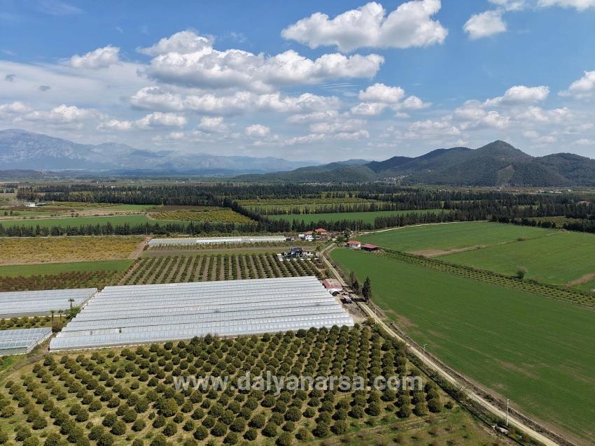 Eskiköy'de 16000m2 Satılık Nar Bahçesi