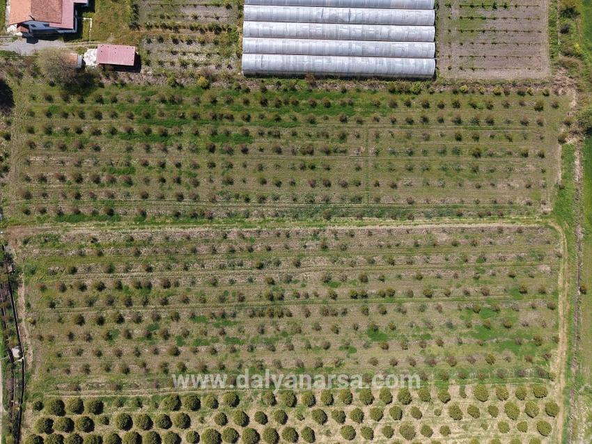 Eskiköy'de 16000m2 Satılık Nar Bahçesi