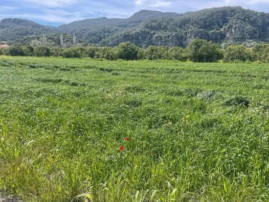 Okçular'da 736m2 Olan 250m2 İnşaat İzinli Satılık Arsa