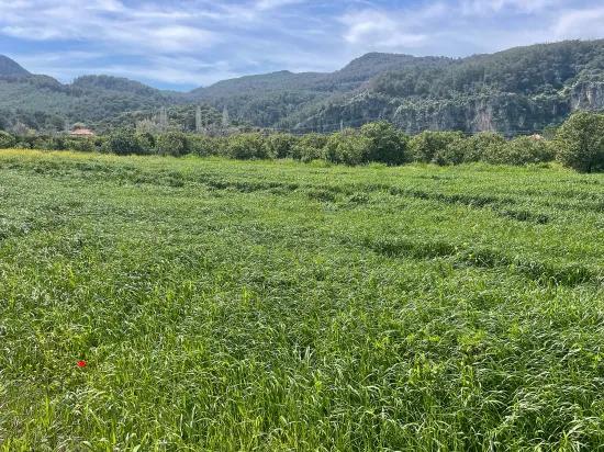 Okçular'da 736m2 Olan 250m2 İnşaat İzinli Satılık Arsa