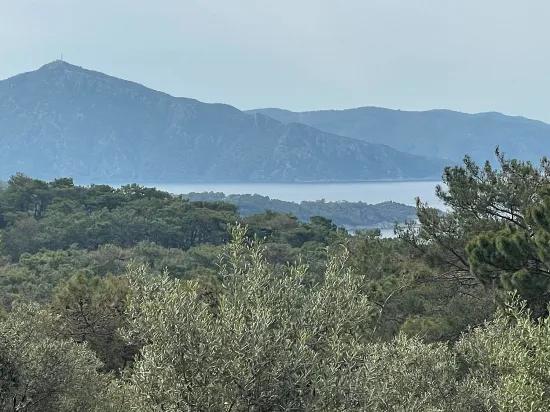 Köyceğiz Ekincik deniz manzaralı 7.000m2 2b satılık zeytinlik