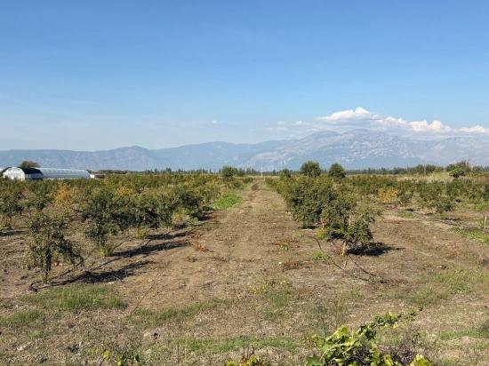 Eskiköy'de 21500m2 Satılık Nar Bahçesi
