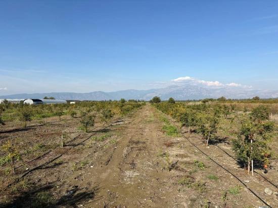 Eskiköy'de 21500m2 Satılık Nar Bahçesi