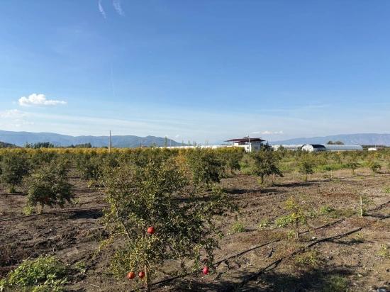 Eskiköy'de 21500m2 Satılık Nar Bahçesi