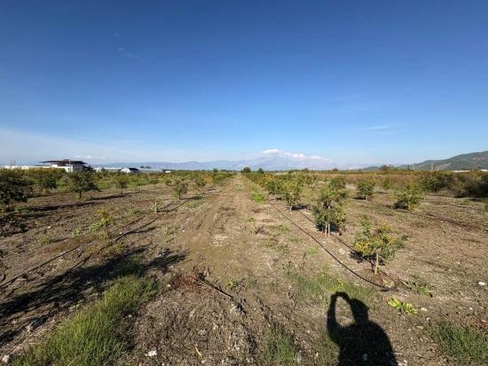 Eskiköy'de 21500m2 Satılık Nar Bahçesi