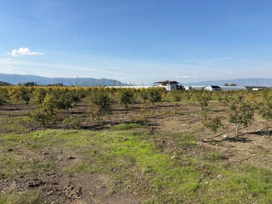 Eskiköy'de 21500m2 Satılık Nar Bahçesi