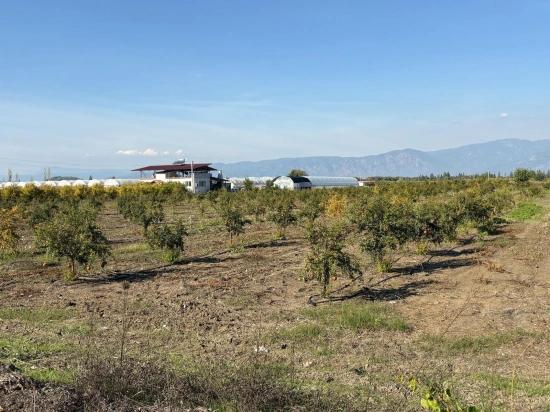 Eskiköy'de 21500m2 Satılık Nar Bahçesi