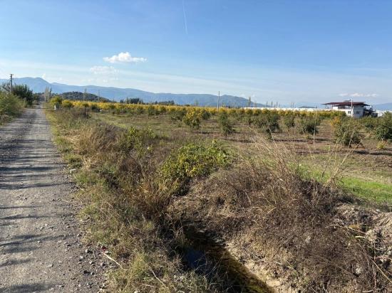 Eskiköy'de 21500m2 Satılık Nar Bahçesi