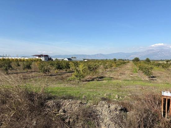 Eskiköy'de 21500m2 Satılık Nar Bahçesi