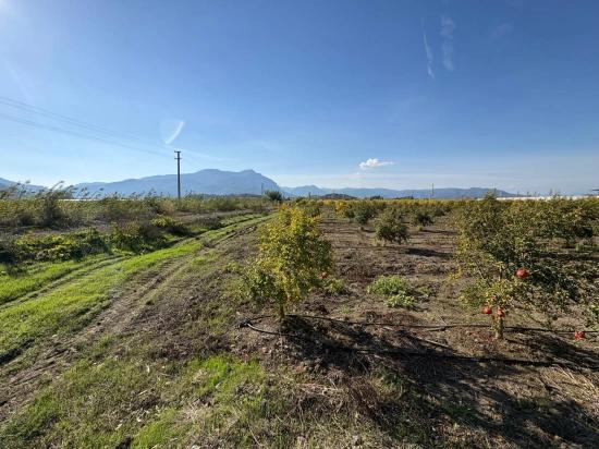 Eskiköy'de 21500m2 Satılık Nar Bahçesi
