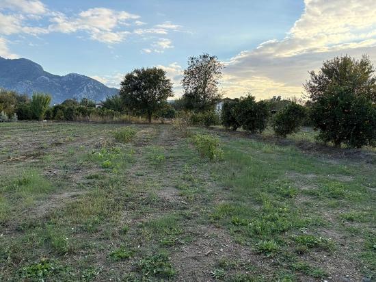 Dalyan'da 7.450m2 %5 İmarlı Satılık Arsa