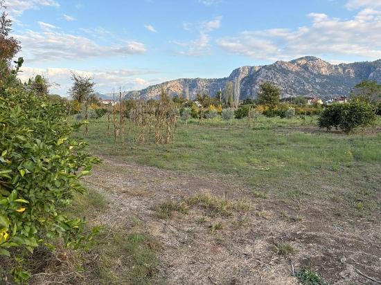Dalyan'da 7.450m2 %5 İmarlı Satılık Arsa