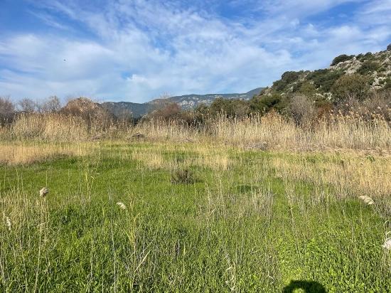 Dalyan'da 6800 M2 %5 Konut İmarlı Satılık Arsa