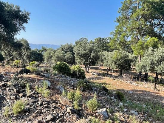 Ekincik Çandır Arasın'da Deniz Manzaralı Kelepir Emlak Satılık Arsa