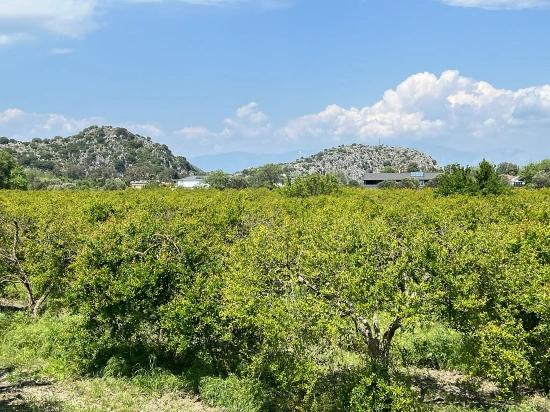 Dalyan Maraş Mevkiinden 5,100m2 %5 Konut İmarlı Satılık Arsa