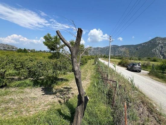 Dalyan Maraş Mevkiinden 5,100m2 %5 Konut İmarlı Satılık Arsa
