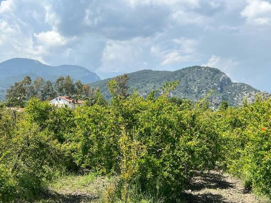 Dalyan Maraş Mevkiinden 5,100m2 %5 Konut İmarlı Satılık Arsa