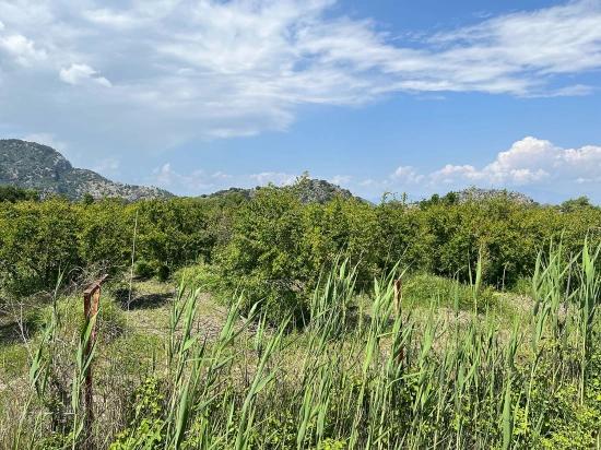 Dalyan Maraş Mevkiinden 5,100m2 %5 Konut İmarlı Satılık Arsa