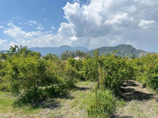 Dalyan Maraş Mevkiinden 5,100m2 %5 Konut İmarlı Satılık Arsa