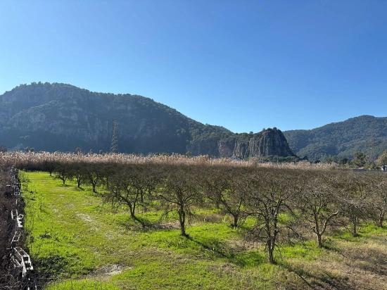 Dalyan'da Bağ Bahçe Olarak 5985m2 %5 İmarlı Satılık Arsa