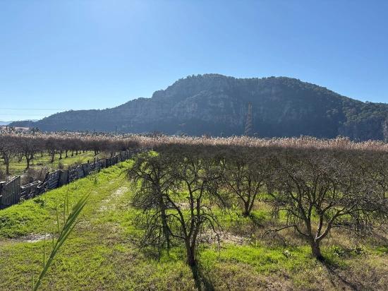 Dalyan'da Bağ Bahçe Olarak 5985m2 %5 İmarlı Satılık Arsa