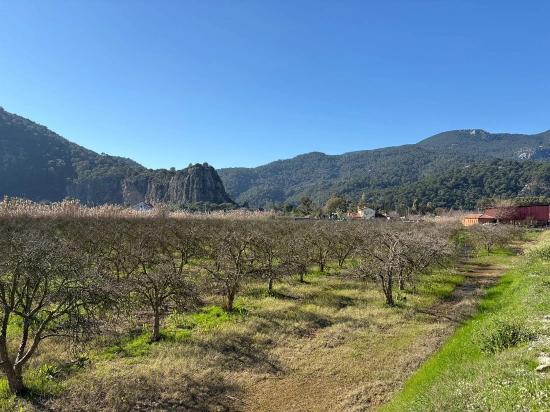 Dalyan'da Bağ Bahçe Olarak 5985m2 %5 İmarlı Satılık Arsa