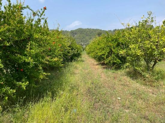 Gökbel'de İztuzu Plajı Yoluna Sıfır 7800m2 Satılık Arazi