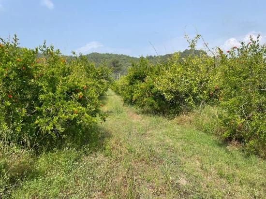 Gökbel'de İztuzu Plajı Yoluna Sıfır 7800m2 Satılık Arazi