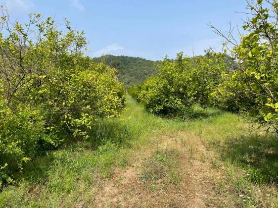 Gökbel'de İztuzu Plajı Yoluna Sıfır 7800m2 Satılık Arazi
