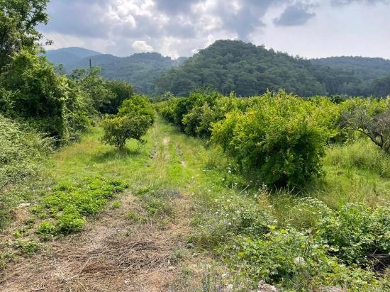 Gökbel'de İztuzu Plajı Yoluna Sıfır 7800m2 Satılık Arazi