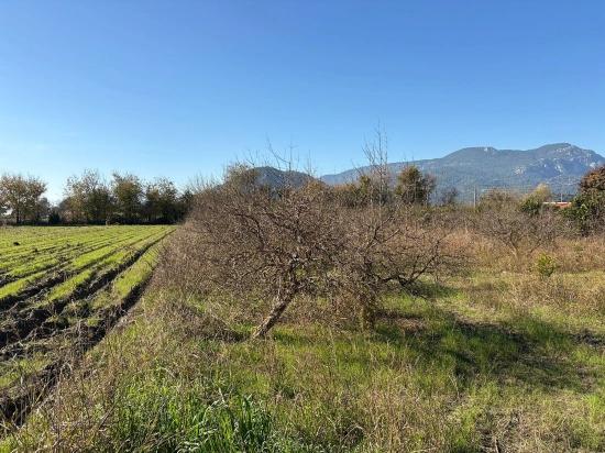 Dalyan'da 4.541m2 Satılık Bahçe