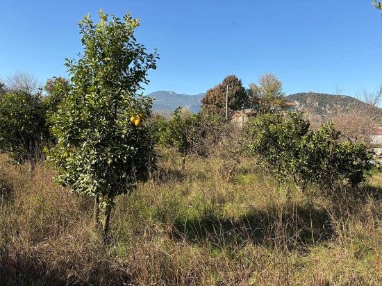Dalyan'da 4.541m2 Satılık Bahçe