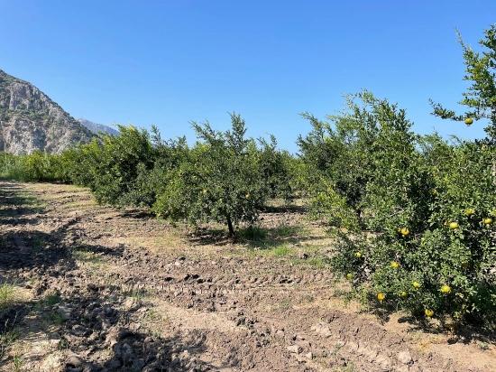 Dalyan Arıkbaşı Gerendüzü Mevkiinde 10,000m2 Satılık Nar Bahçesi