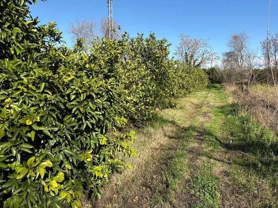 Dalyan'da 16.500m2 Satılık Limon Bahçesi