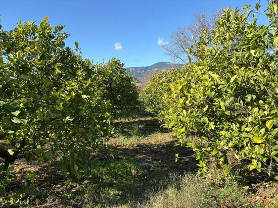 Dalyan'da 16.500m2 Satılık Limon Bahçesi