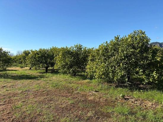 Dalyan'da 16.500m2 Satılık Limon Bahçesi