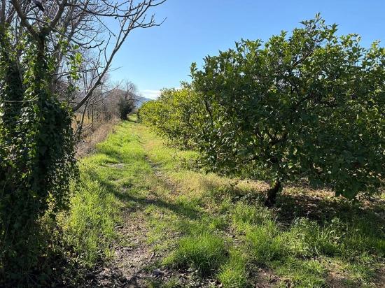Dalyan'da 16.500m2 Satılık Limon Bahçesi