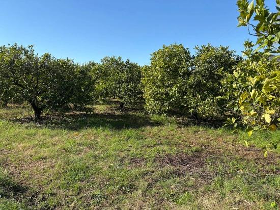 Dalyan'da 16.500m2 Satılık Limon Bahçesi