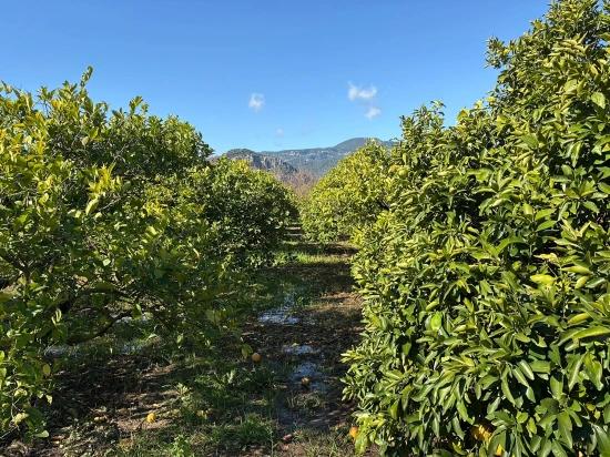 Dalyan'da 16.500m2 Satılık Limon Bahçesi