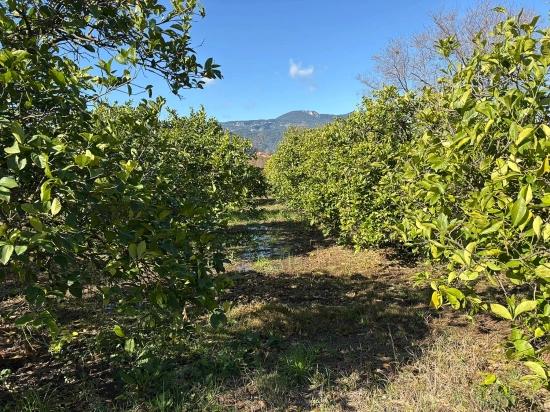 Dalyan'da 16.500m2 Satılık Limon Bahçesi