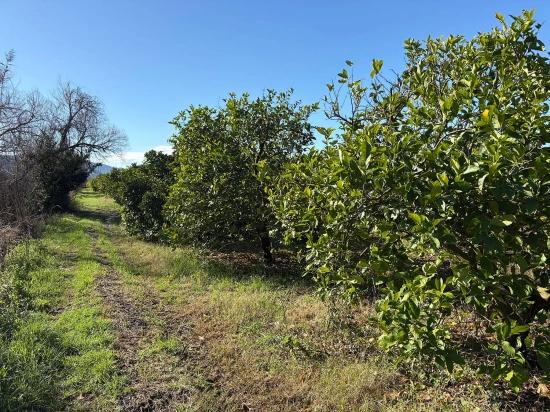 Dalyan'da 16.500m2 Satılık Limon Bahçesi
