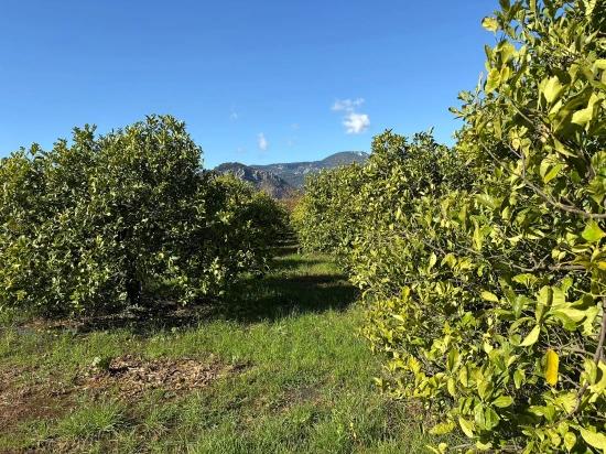 Dalyan'da 16.500m2 Satılık Limon Bahçesi